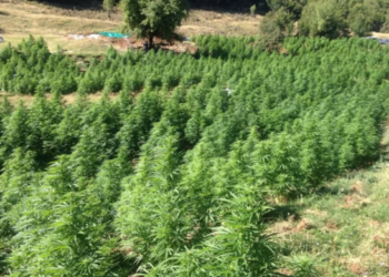 Cila është zona me kultivimin më të lartë të kanabisit në Shqipëri?
