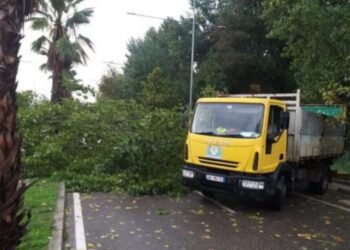 Po priste degët e pemës në Durrës, punëtori bie nga vinçi dhe humb jetën