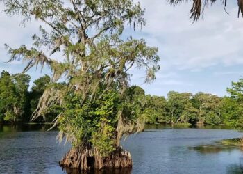 Viti i Ri me mëngë të shkrurtra? Meteorologia parashikon temperaturat