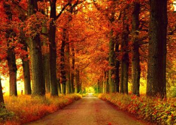 Stina e gjetheve, 5 gjëra që duhet t’i bëni patjetër në vjeshtë