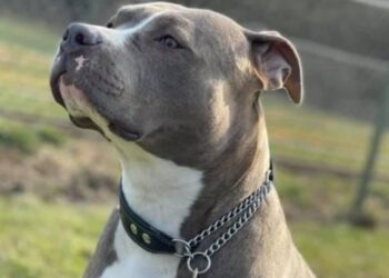 Qeni i tij ‘Pitbull’ sulmoi të moshuarin në Durrës, e pëson keq pronari i kafshës