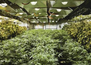 Gjermani/ Kapet në “shtëpi bari” shqiptari, policia i gjen një armë gjatë kontrollit