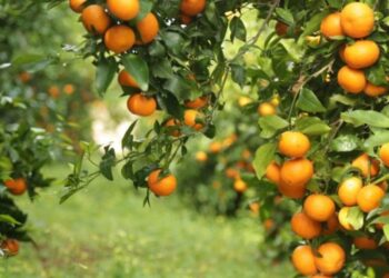 Si po ndikojnë ndryshimet klimatike në prodhimin e agrumeve shqiptare?