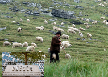‘Transumanca’, riti i shtegtimit të bagëtive nga barinjtë pranohet në UNESCO