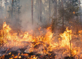 Zjarri në Pish Poro, raporti: 1.2 milionë dollarë dëme