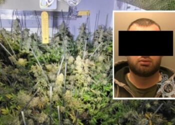 Po kultivonte kanabis me vlerë 250 mijë paund, arrestohet 23-vjeçari shqiptar