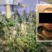 Po kultivonte kanabis me vlerë 250 mijë paund, arrestohet 23-vjeçari shqiptar