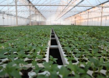 Thirrja e Këshillit të Agrobiznesit Shqiptar: Aplikim subvencionesh në bujqësi