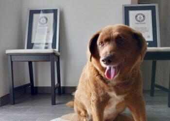 Bobi, dikur qeni më i vjetër në botë, humbet rekordin mes polemikave të ngritura