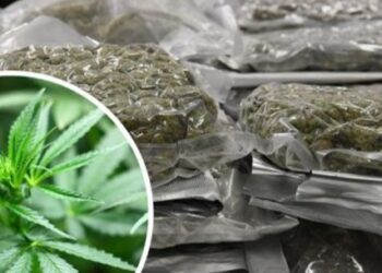 Sillnin drogë me postë nga SHBA drejt Shqipërisë, goditet grupi kriminal