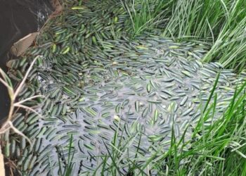 Fermerët e serrave, të dëshpëruar nga çmimet e ulëta, hedhin prodhimin në kanal