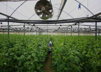 Rënia e bujqësisë dhe industrisë rrezikon 54% të të punësuarve në vend