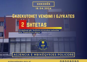 Kultivimi i kanabisit në Shkodër, AMP arreston kryeplakun, hetohet roli i policëve