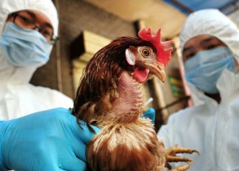 Pandemi e re? Përhapje e gripit të shpendëve në SHBA dhe Europë