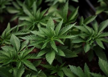 “Shtëpi bari” në Belgjikë, grupi i 8 shqiptarëve del para drejtësisë