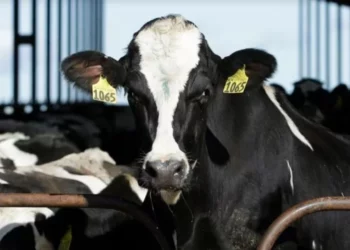 Virusi H5N1/ OBSH: Mund të përhapet në shumë vende të botës nga zogjtë