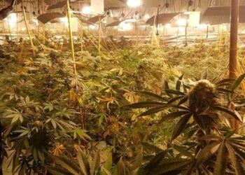 Zbulohet një shtëpi bari në zonën e Kurveleshit, shoqërohen 5 persona