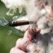 Përdorimi ditor i marijuanës tejkalon konsumimin ditor të pijeve alkoolike në SHBA