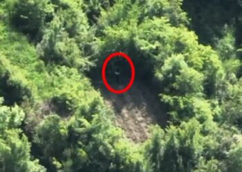 Kultivuan qindra bimë kanabis në pyllin e fshatit Mukje, pranga 2 personave në Krujë