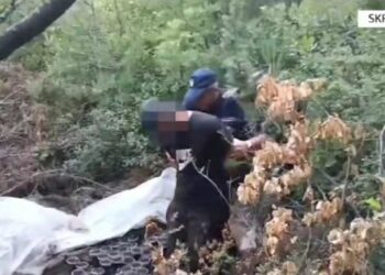 Kultivoi kanabisi në pyll, arrestohet 27-vjeçari në Skrapar