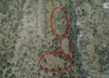 Asgjesohet sasi rekord kanabisi në Velipojë, shpallen në kërkim 3 vëllezërit