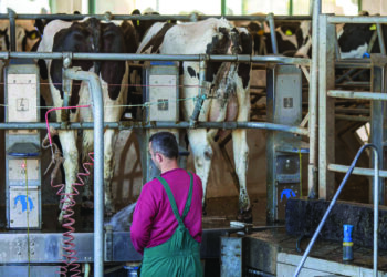 Mungesë punonjësish dhe në blegtori, fermat kërkojnë stallier me pagë 1,000 euro