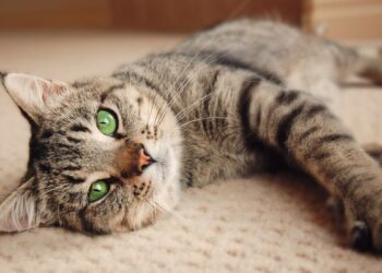 Disa kuriozitete për macet që ndoshta nuk i dinit