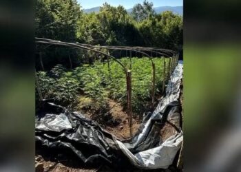 Kontrollet në terren, asgjësohen mbi 1 mijë bimë kanabis në Krujë