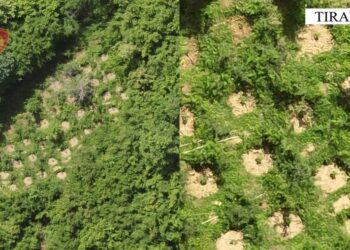 “Bahçe” me kanabis/ 4 në pranga, në hetim një polic dhe 2 punonjës të tjerë