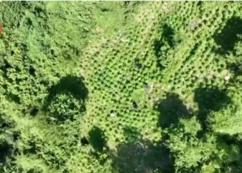 Operacion “antikanabis”/ 4 vëllezërit kapen me “kopsht” hashashi