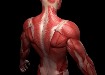 Trupi i njeriut: Një makineri muskulare me 656 pjesë