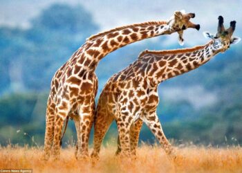 Studimi/ Gjirafa është e vetmja kafshë që mund të dallojë ngjyrat