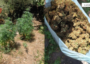 Kanabis në oborrin e shtëpis në Lazarat, arrestohet një shtetas