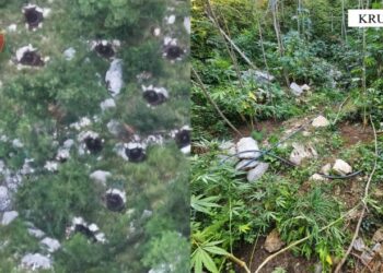 Fushë-Krujë/ Kultivoi bimë narkotike, arrestohet 60-vjeçari