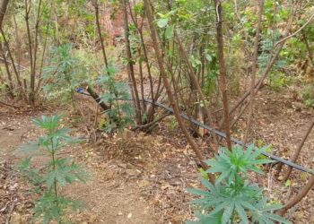 FOTO/ Operacion blic, shkatërrohet plantacioni me kanabis në kufirin greko-shqiptar