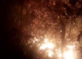 Zjarr i madh në Dimal, digjen pisha e shkurre