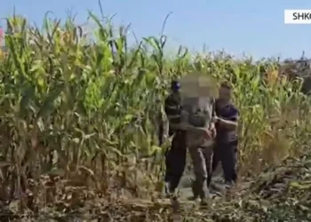 Kishte mbjellë kanabis në një parcelë me misër, arrestohet 67-vjeçari në Shkodër