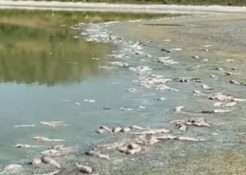 Katastrofë mjedisore, liqeni i Bestrovës nxjerr në breg peshq e breshka të ngordhura