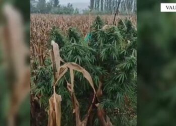 Gjenden 462 bimë kanabisi në mes të një parcele misri në Vaun e Dejës