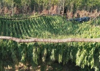 Sekuestrimi i 1 ton droge në Kosovë, ministri kërkon dënim të rreptë për kriminelët