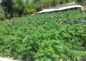 Mallakastër/ Nuk raportuan parcelat me hashash, nën akuzë 4 persona