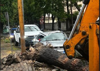 Moti i keq përfshin Shkodrën, pemët bien mbi makina