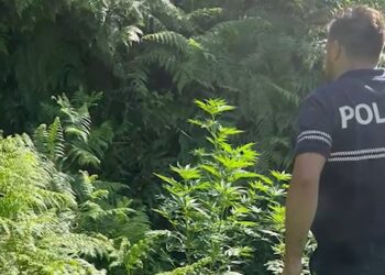 Shkodër/ Asgjësohen 1388 bimë kanabisi, në kërkim autorët
