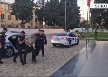 Shkodër/ Asgjësohen 390 bimë kanabis, 1 person në pranga