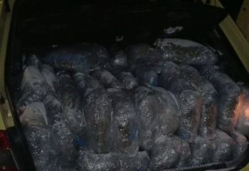 U kap duke transportuar kanabis, arrestohet 54-vjeçari