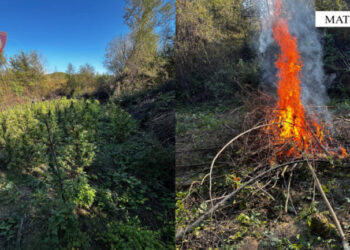 Kapet “mat” duke u kujdesur për kanabis, arrestohet 33-vjeçari