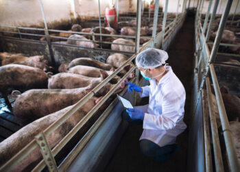 Alarm në Lezhë, identifikohen raste të murtajës Afrikane