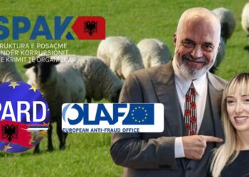 Qumësht në kanal, kredi në xhep: Anatomia e një tradhtie bujqësore