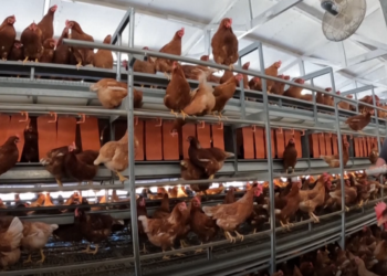 Shqipëria merr masa për parandalimin e gripit të shpendëve