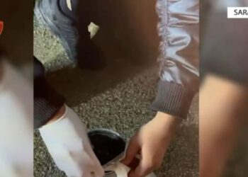 Prodhonte dhe shiste vaj kanabisi, në pranga 35-vjeçari